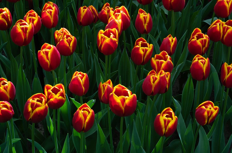 A vibrant garden bed featuring numerous red and yellow tulips with smooth, elongated petals, surrounded by lush green leaves and stems. The tulips are densely packed, blooming in various stages of opening, creating a striking contrast against the dark, moist soil at their base. In the background, there are hints of a neatly maintained lawn area with grass that appears freshly mowed. The garden is illuminated by natural daylight, highlighting the vivid colors of the flowers and the textures of the foliage. Visible gardening tools or maintenance activity are not present in this image, but the overall scene suggests careful garden maintenance by Gardeners Holland Park, who specialize in caring for such flowerbeds and outdoor plant arrangements.