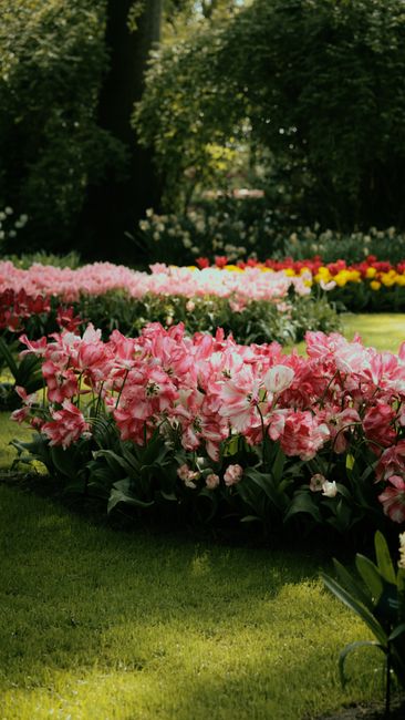 A vibrant garden scene featuring a large flower bed filled with pink and white azaleas in full bloom, neighboring a lush green lawn with neatly trimmed grass. Behind the flowers, taller plants and trees with dense foliage provide a shaded backdrop, casting dappled sunlight across the area. The soil in the flower bed appears dark and moist, indicating recent maintenance. In the distance, a pathway curves through the garden, bordered by more colorful flower beds and shrubs. The overall environment exudes a well-tended, peaceful outdoor space emphasizing garden maintenance, landscaping work, and lawn care, with a natural and inviting atmosphere. This setting showcases the professional gardening services provided by Gardeners Holland Park, aligning with their expertise in enhancing outdoor spaces in Holland Park Avenue and W8.