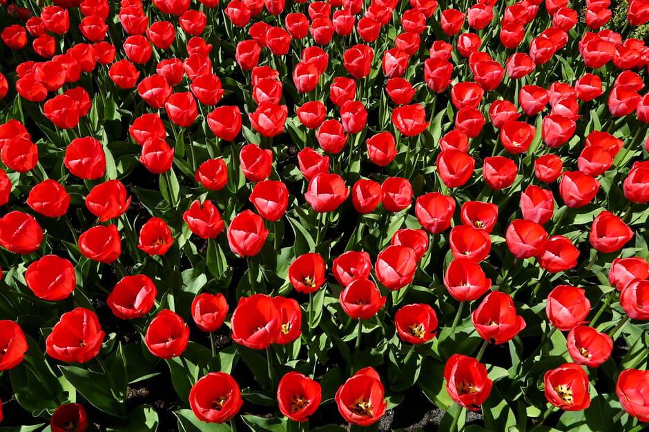 A vibrant garden bed featuring numerous red and yellow tulips with smooth, elongated petals, surrounded by lush green leaves and stems. The tulips are densely packed, blooming in various stages of opening, creating a striking contrast against the dark, moist soil at their base. In the background, there are hints of a neatly maintained lawn area with grass that appears freshly mowed. The garden is illuminated by natural daylight, highlighting the vivid colors of the flowers and the textures of the foliage. Visible gardening tools or maintenance activity are not present in this image, but the overall scene suggests careful garden maintenance by Gardeners Holland Park, who specialize in caring for such flowerbeds and outdoor plant arrangements.