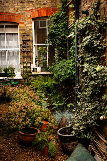 A cozy London garden scene featuring a variety of lush green plants on a brick patio enclosed by brick and wooden walls. There are potted plants with ferns and small shrubs, some with textured foliage, placed near the base of a window with white curtains and a brick arch above it. An assortment of trellises and climbing plants grow along the walls, adding vertical greenery. The garden includes a mix of textures from the smooth pots to the leafy plants, and a hose is visible coiled in the corner. This setting suggests careful garden maintenance and landscaping work carried out by Gardeners Holland Park, emphasizing lush plant life, well-kept borders, and a charming outdoor space designed for relaxation and aesthetic appeal.