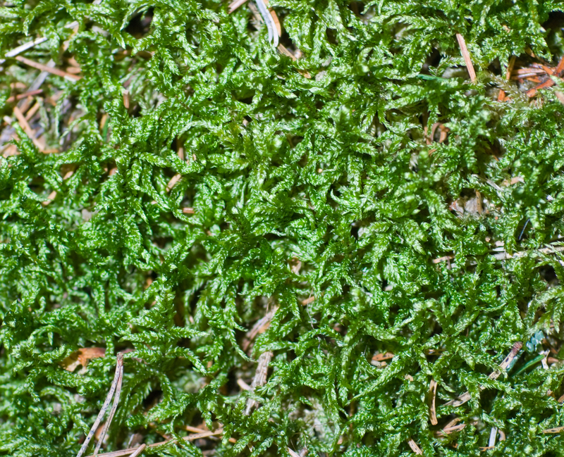 garden lawn