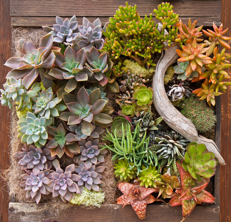 garden design hedge trimming